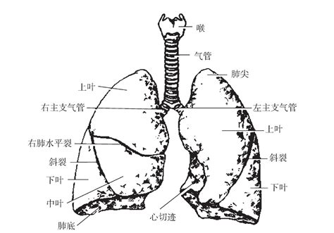 肺 位置|肺的位置、形态和分叶